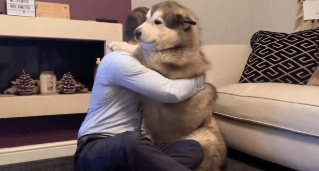 二百斤的阿拉斯加内心是个“小公主”,成天要让主人抱,真的可爱