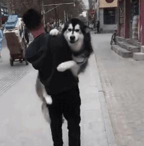 二百斤的阿拉斯加内心是个“小公主”,成天要让主人抱,真的可爱