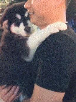 二百斤的阿拉斯加内心是个“小公主”,成天要让主人抱,真的可爱