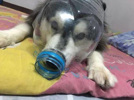 二百斤的阿拉斯加内心是个“小公主”,成天要让主人抱,真的可爱