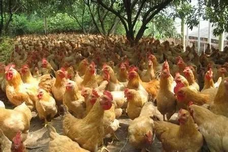 德国人每年将五千万只雄性雏鸡送进毒气室杀死!