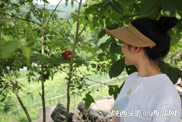 视频丨镇坪美女放弃城里时装店母婴店,进深山放养三万只蛋鸡