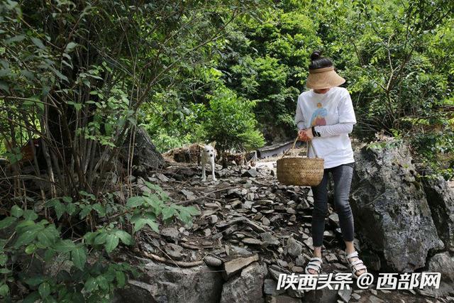 视频丨镇坪美女放弃城里时装店母婴店,进深山放养三万只蛋鸡