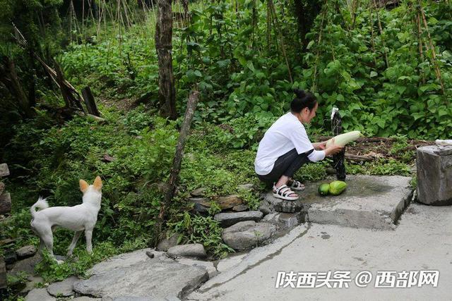 视频丨镇坪美女放弃城里时装店母婴店,进深山放养三万只蛋鸡