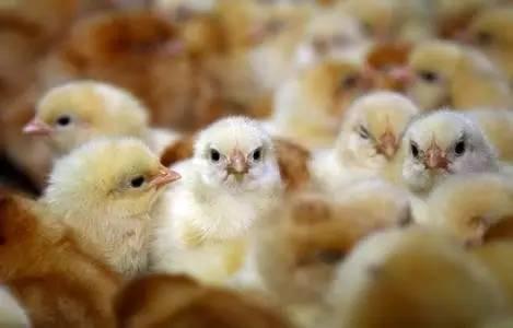 德国人每年将五千万只雄性雏鸡送进毒气室杀死!