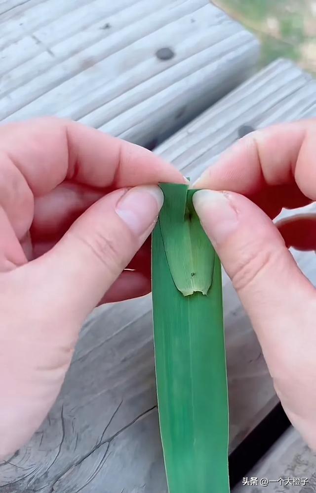 美女用芦苇叶折玩具,当她折好放水里之后,它竟然自己开走了!