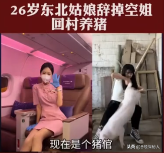 美女空姐裸辞回家养猪,年底俩月收入20万,一次意外却火出圈了!