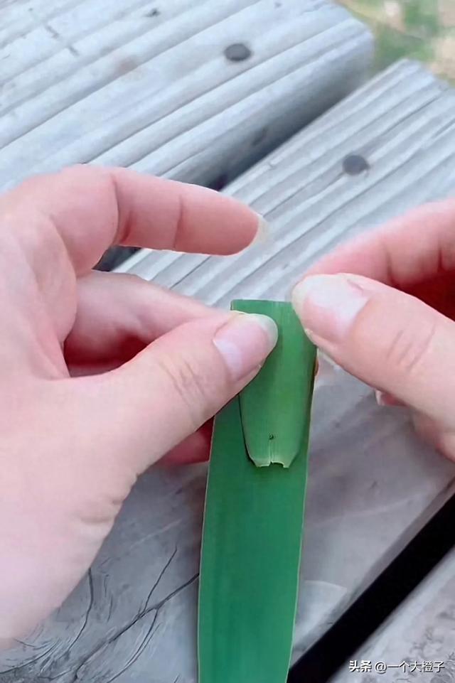 美女用芦苇叶折玩具,当她折好放水里之后,它竟然自己开走了!