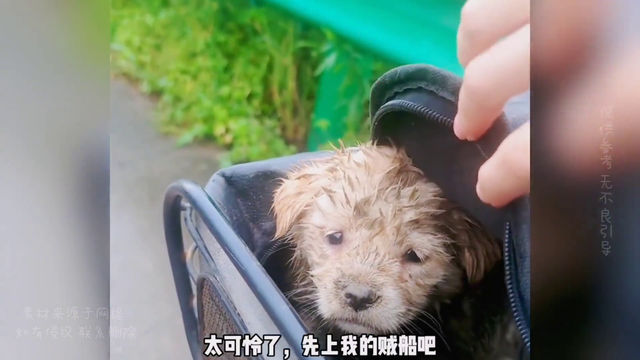 美女下班路上捡到一只小奶狗,带回家,给它吃狗粮,好人好报