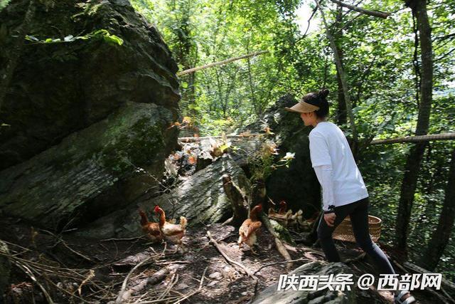 视频丨镇坪美女放弃城里时装店母婴店,进深山放养三万只蛋鸡
