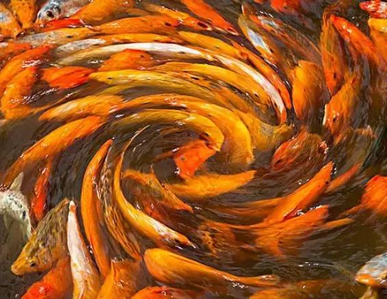 最新深圳车牌竞价摇号结果出炉,个人均价31959元,环比价格“腰斩”!摇号结果……