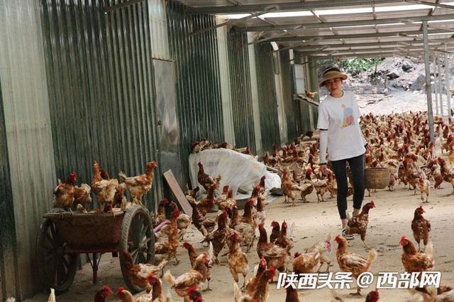 视频丨镇坪美女放弃城里时装店母婴店,进深山放养三万只蛋鸡