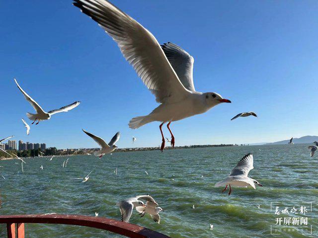 又又又“秒没”?没抢到的昆明人,还有机会…...