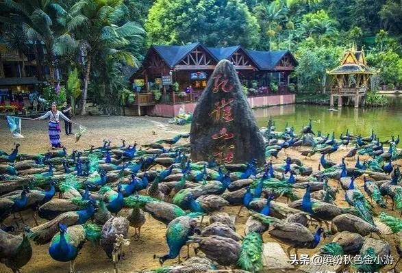 从昆明到西双版纳怎么去,有高铁坐吗,西双版纳怎么游玩