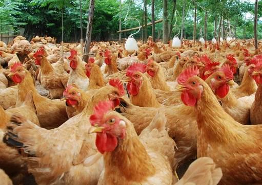 德国人每年将五千万只雄性雏鸡送进毒气室杀死!