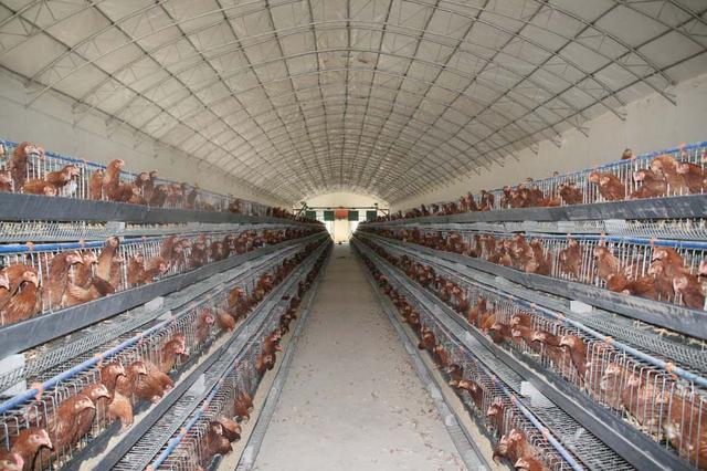 德国人每年将五千万只雄性雏鸡送进毒气室杀死!
