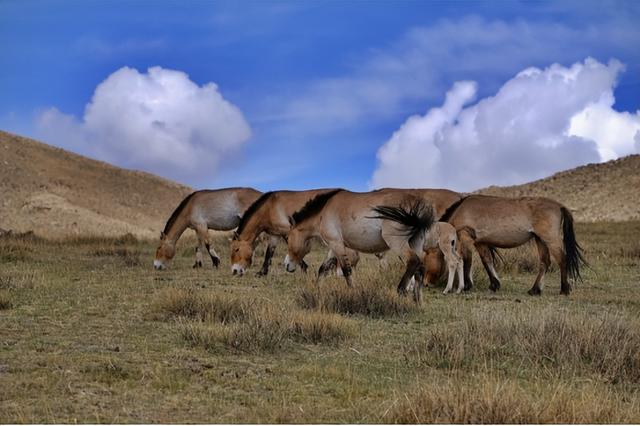 1913年,蒙古国的一个女子被剥光衣服,装进木箱,扔进了沙漠里