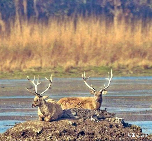 变态的纳粹德国,脱光犹太人女人衣服,集体屠杀!