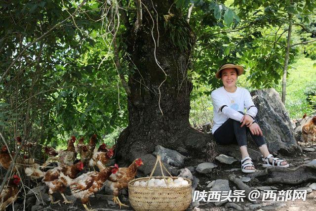 视频丨镇坪美女放弃城里时装店母婴店,进深山放养三万只蛋鸡