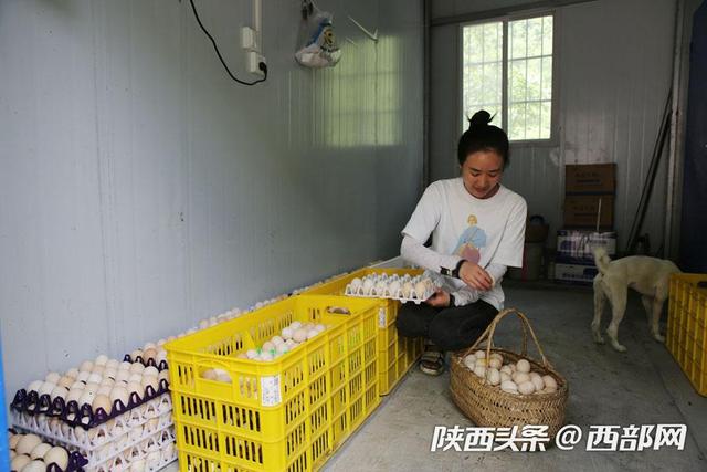 视频丨镇坪美女放弃城里时装店母婴店,进深山放养三万只蛋鸡