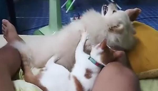温情!泰国一两岁猫猫为四岁狗狗朋友挠背按摩