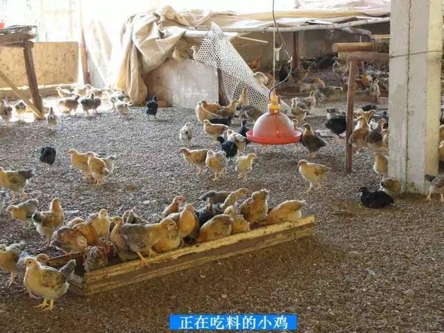 德国人每年将五千万只雄性雏鸡送进毒气室杀死!