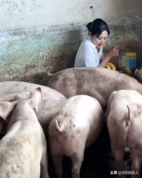 美女空姐裸辞回家养猪,年底俩月收入20万,一次意外却火出圈了!