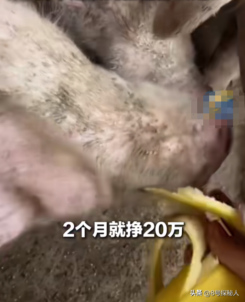 美女空姐裸辞回家养猪,年底俩月收入20万,一次意外却火出圈了!