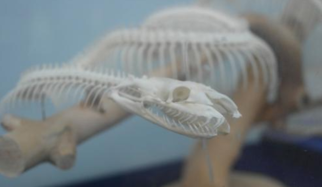 20条大蛇,无数条小蛇,女子与蛇“同居”15年,为何从未被攻击?