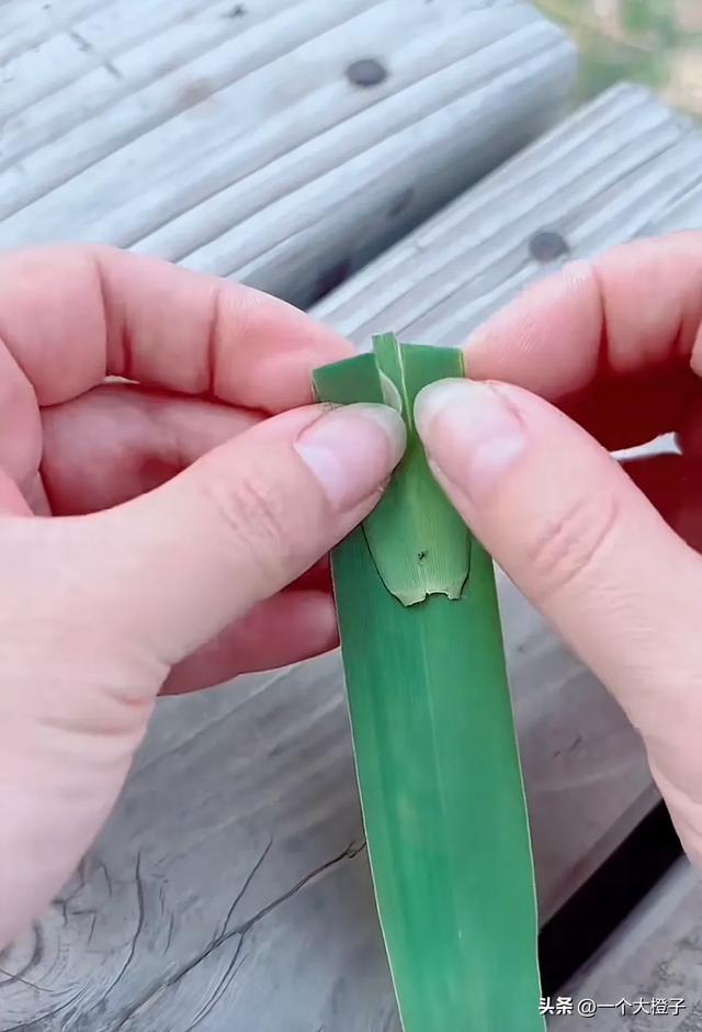 美女用芦苇叶折玩具,当她折好放水里之后,它竟然自己开走了!