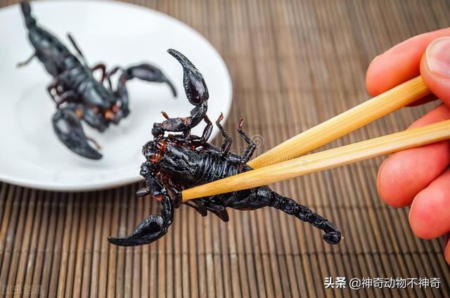 致命毒蝎号称“穷人的毒品”，巴铁还把它当烟抽，它有什么魔力？