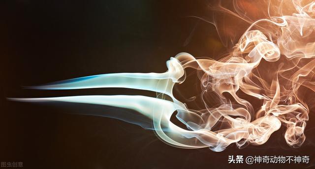 致命毒蝎号称“穷人的毒品”，巴铁还把它当烟抽，它有什么魔力？