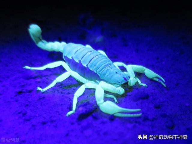 致命毒蝎号称“穷人的毒品”，巴铁还把它当烟抽，它有什么魔力？