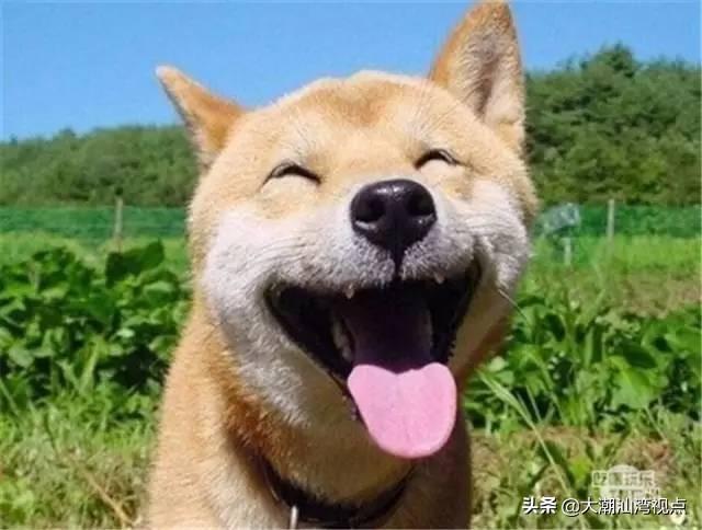 30个广东人最常用的粤语4字词语，图文并茂包你秒懂