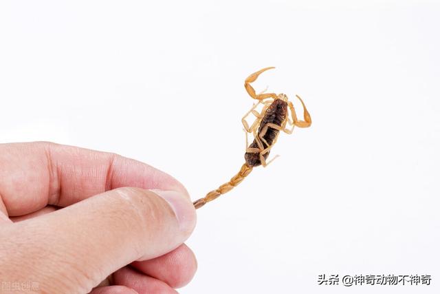 致命毒蝎号称“穷人的毒品”，巴铁还把它当烟抽，它有什么魔力？