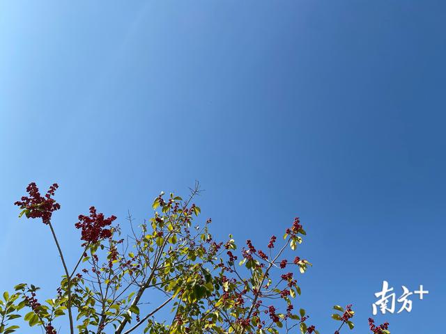 多图｜你被今天茂名的蓝天白云刷屏了吗？