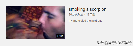 致命毒蝎号称“穷人的毒品”，巴铁还把它当烟抽，它有什么魔力？