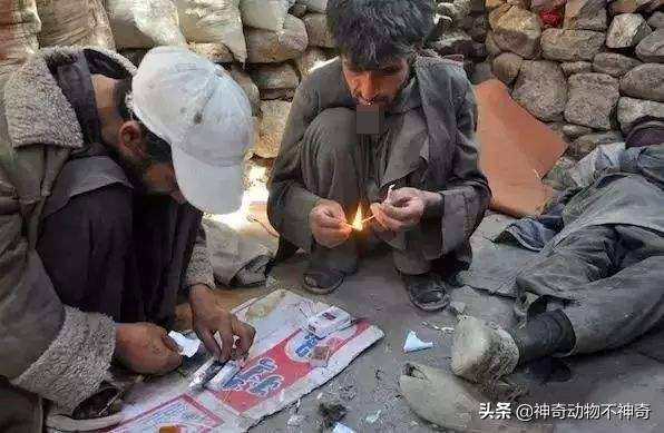 致命毒蝎号称“穷人的毒品”，巴铁还把它当烟抽，它有什么魔力？