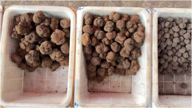 新知｜从“猪拱菌”到“餐桌钻石”，松露是如何华丽逆袭的