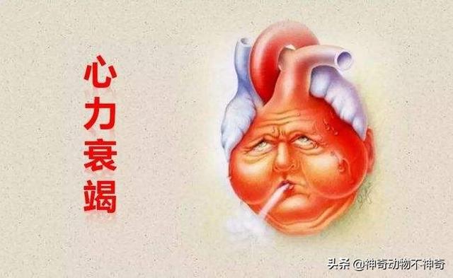 致命毒蝎号称“穷人的毒品”，巴铁还把它当烟抽，它有什么魔力？