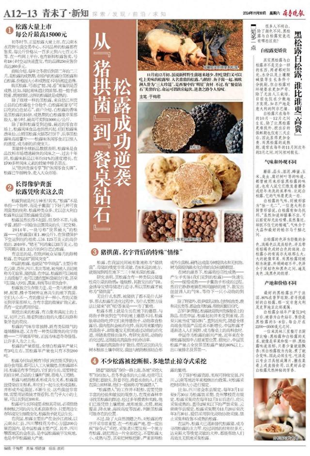 新知｜从“猪拱菌”到“餐桌钻石”，松露是如何华丽逆袭的