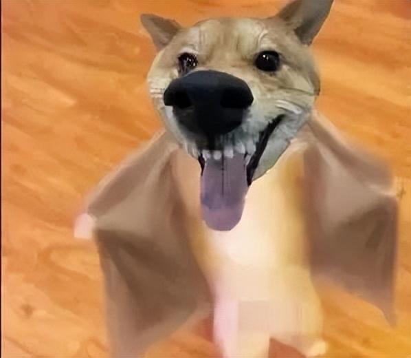 表情包丨展开说说