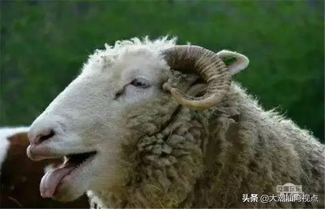 30个广东人最常用的粤语4字词语，图文并茂包你秒懂