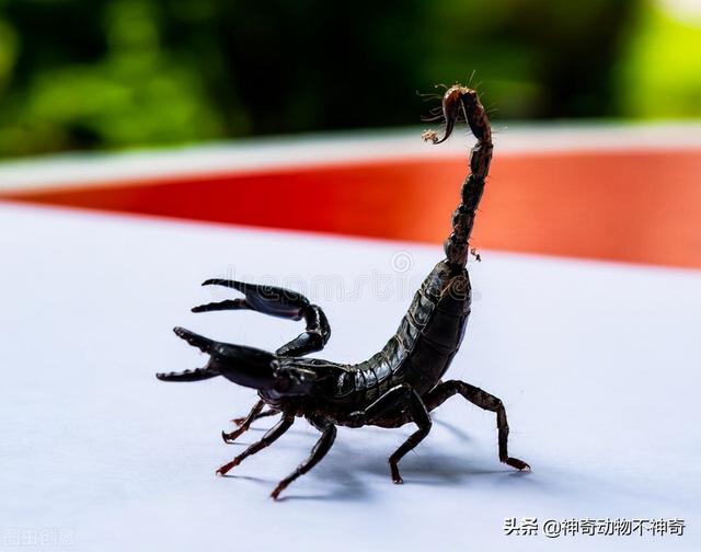 致命毒蝎号称“穷人的毒品”，巴铁还把它当烟抽，它有什么魔力？