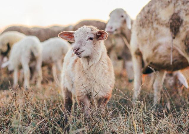 生肖羊:下个月,你将迎来生命中一场重要的告别!