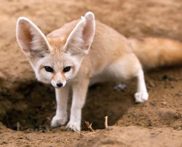 挖掘技术哪家强? 动物高手齐亮相