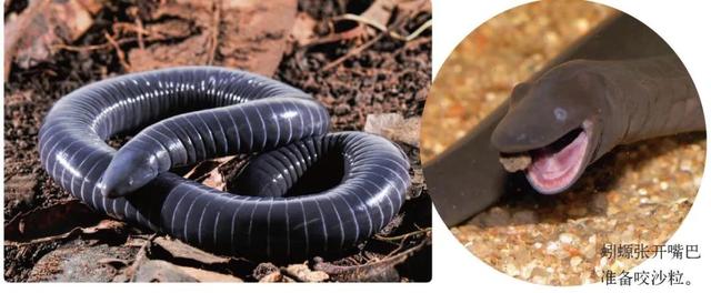 挖掘技术哪家强? 动物高手齐亮相