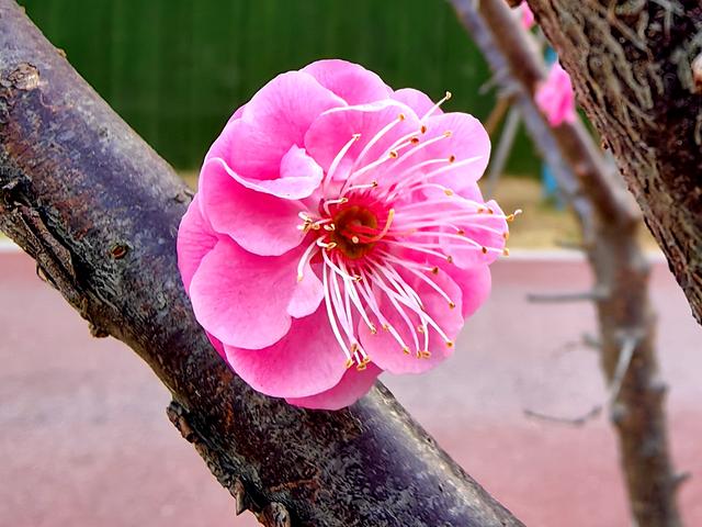 夷陵：“梅”景上线