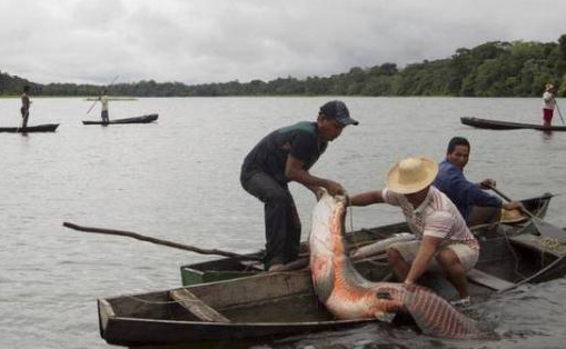 这可能是世界上最大胆的淡水鱼了，不仅不怕人类还爱围观人类