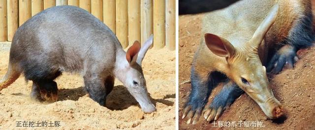 挖掘技术哪家强? 动物高手齐亮相